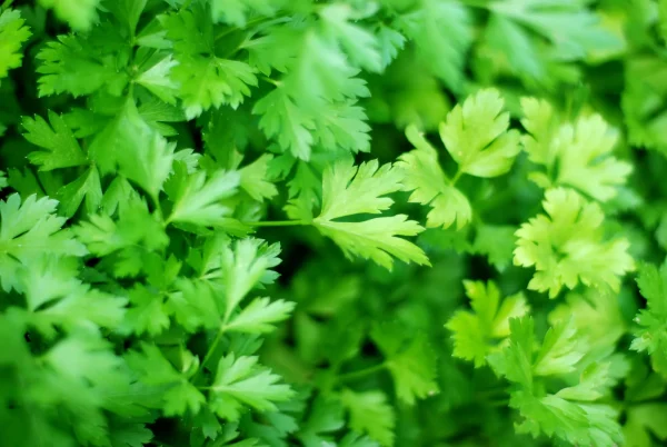 Micro Parsley