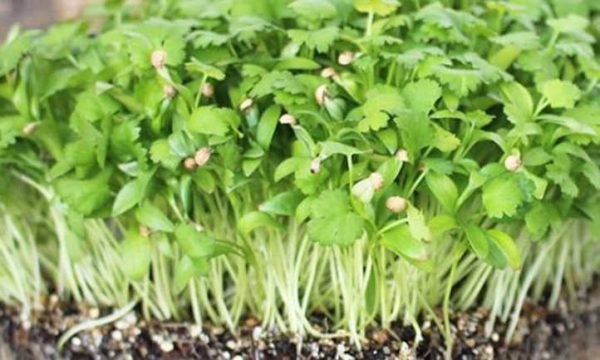 Micro Cilantro