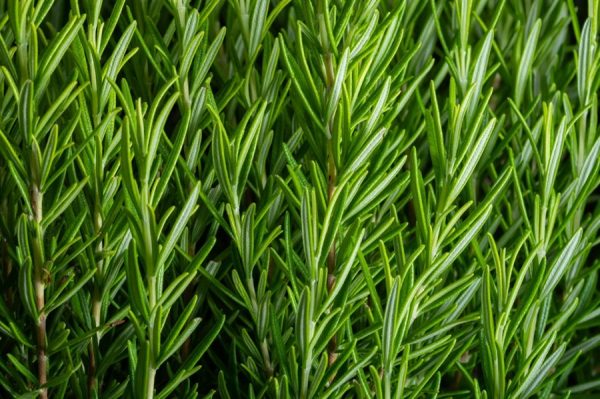 Micro Rosemary