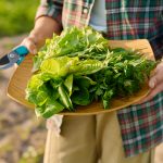 Bib Lettuce