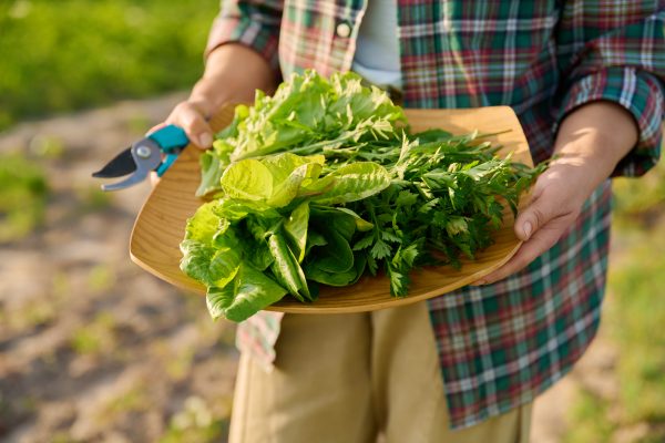 Bib Lettuce