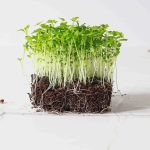 Micro Celery