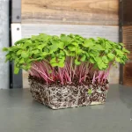Micro Wasabi