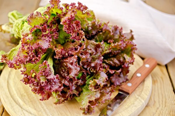 Red Leaf Lettuce